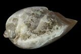 Polished, Chalcedony Replaced Gastropod Fossil - India #133518-1